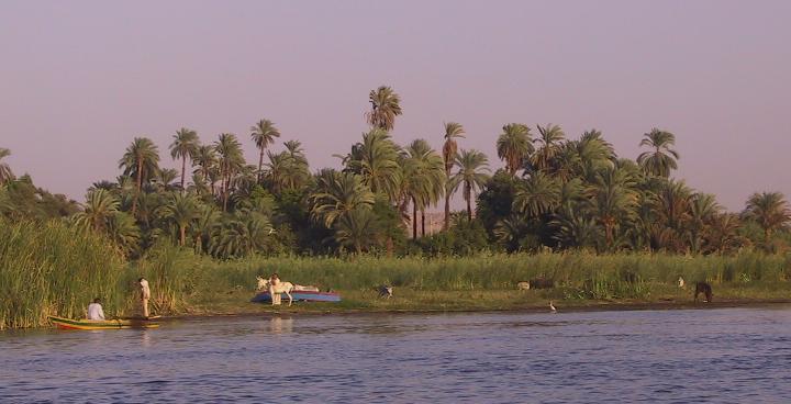 Nil-Ufer mit Schilf